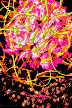 PP13 Canvas 30" x 40"