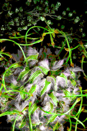 PP14 Canvas 30" x 40"