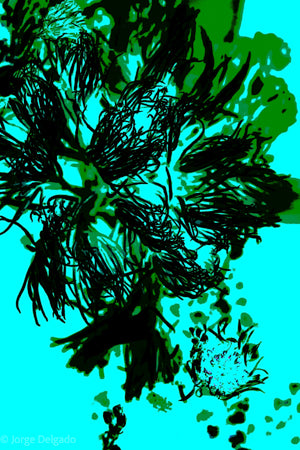 PP05 Canvas 30" x 40"