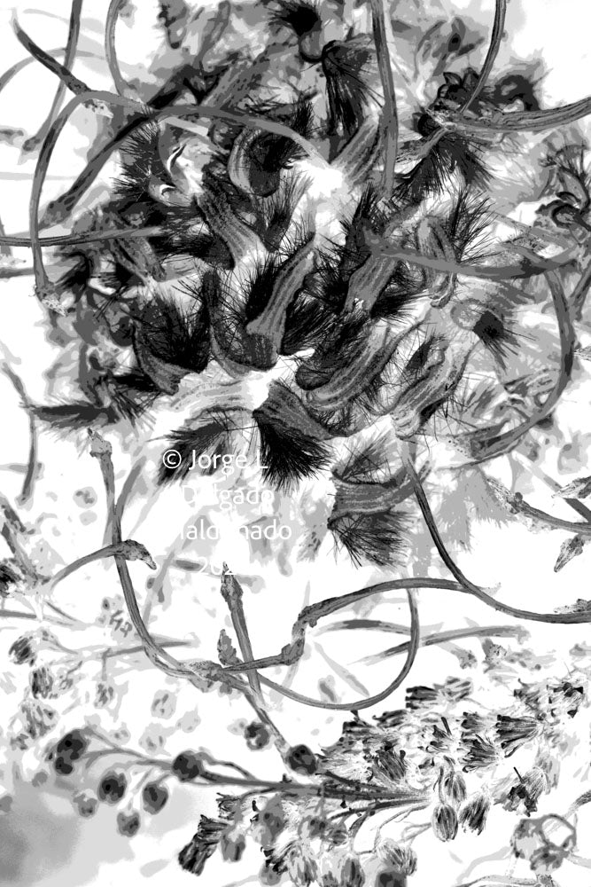 PP20 for prints