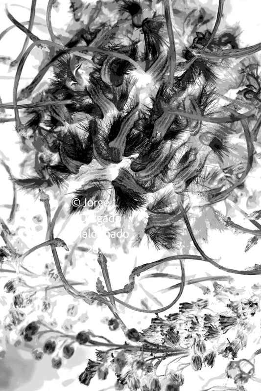 PP20 for prints